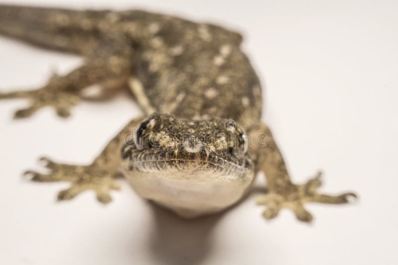 Close Up, the House Lizard, Thailand Stock Photo Image of reptiles