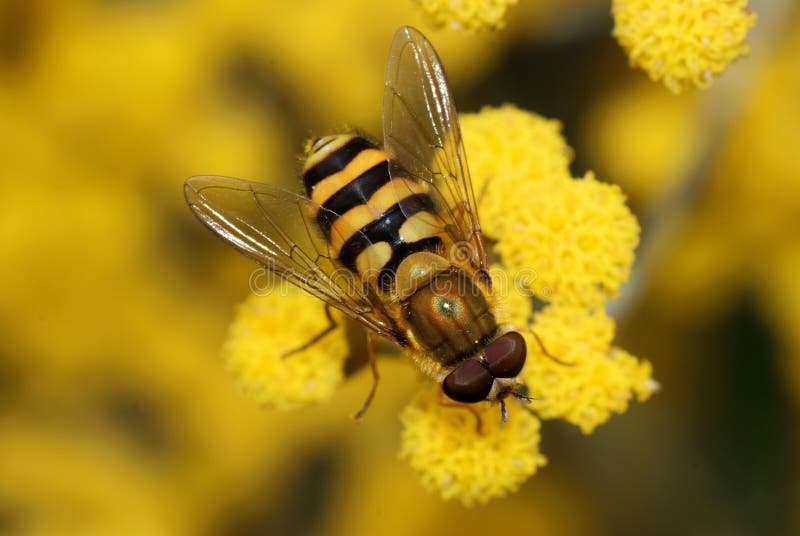 Close Up Of a Hoverfly on a Yellow Flower