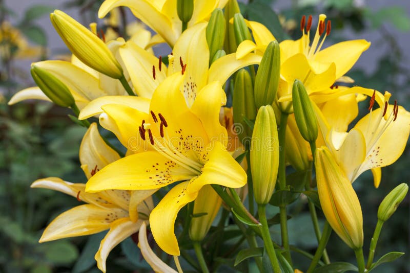 A Close-up of a Huge and Beautiful Bright Yellow Tiger Lily Flower ...