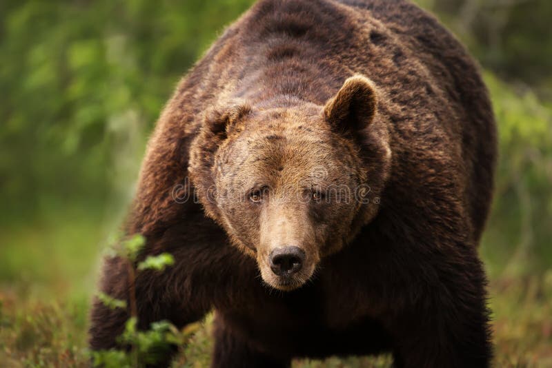 Close-up of a huge European brown bear stock photo Close-up of a huge European brown bear stock photo