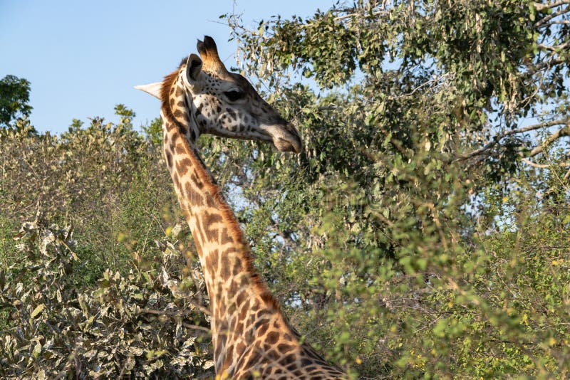 Close-up of a Huge Giraffe Eating in the Bush Stock Image - Image of ...