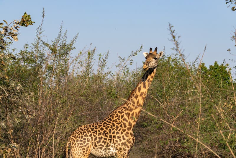 Close-up of a Huge Giraffe Eating in the Bush Stock Image - Image of