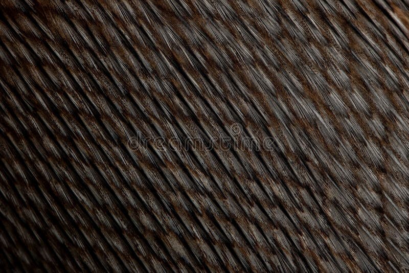 Close-up of Humboldt Penguin feathers stock photos