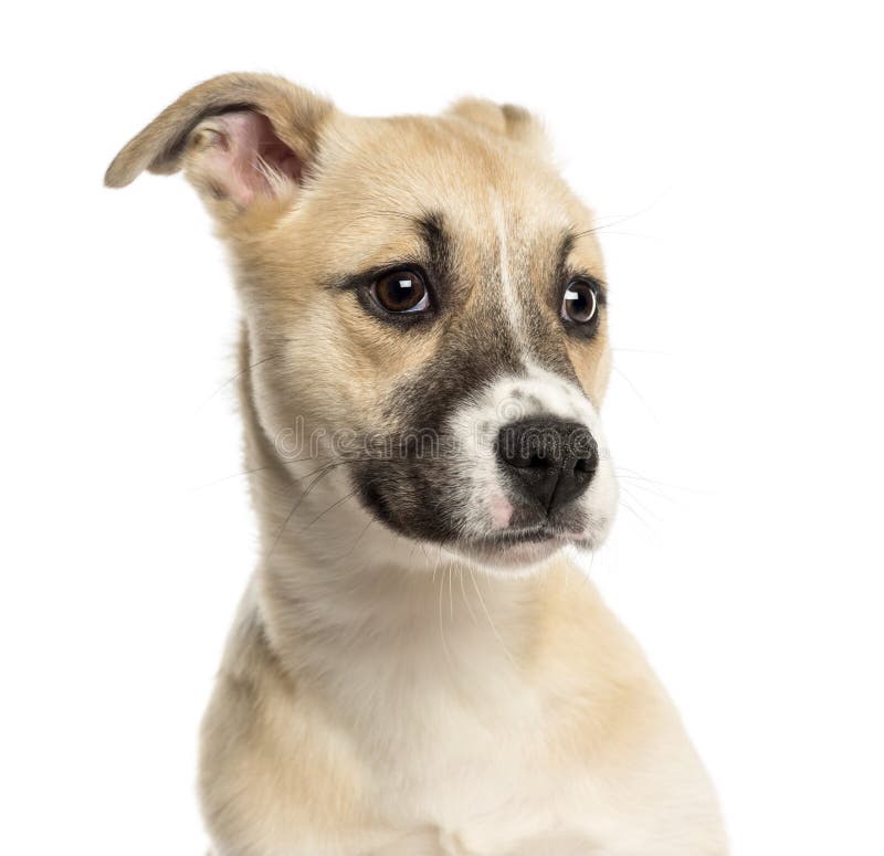 Close-up Of A Husky Boxer Mixed-breed Puppy, 3 Months Old Stock Image