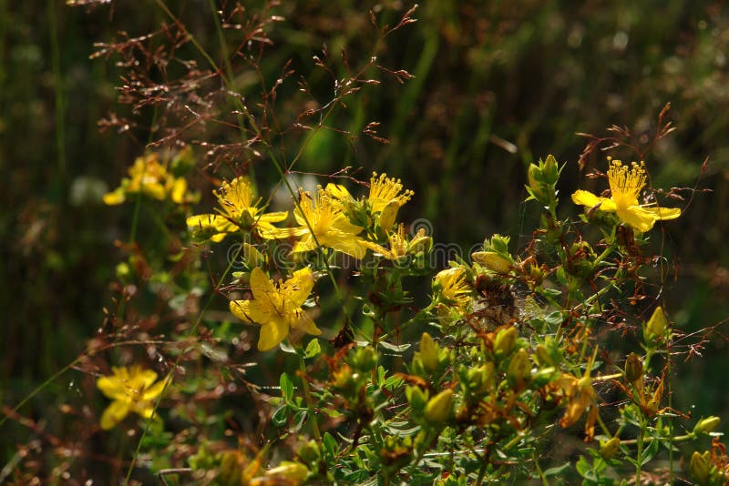 A close up of Hypericum perforatum flowers &#x28;perforate St John`s-wort or common Saint John`s wort&#x29; in the field on a sunny summer day