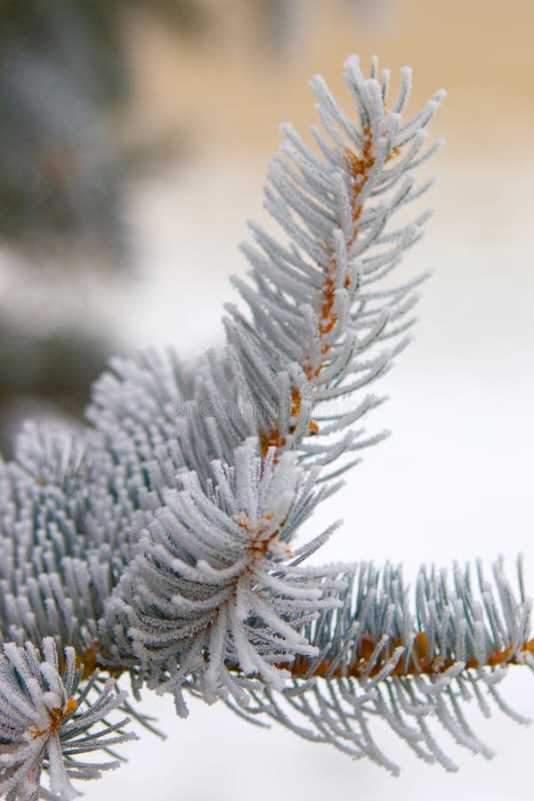 Close up of icy pine needles stock photography