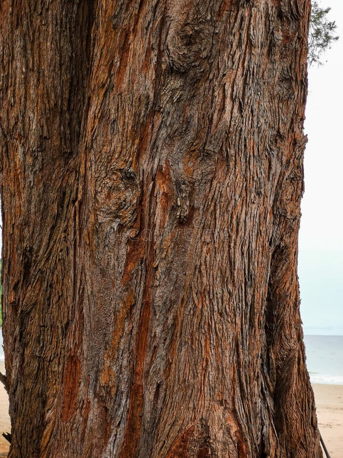 Close up image bark pattern seamless texture from a tree. v