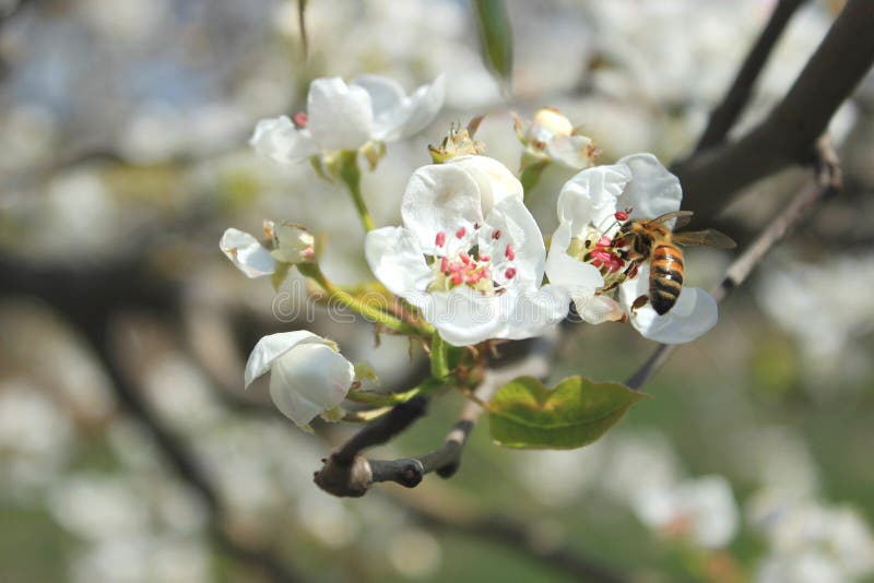 Close-up image of bee collecting nectar and pollen of white blossoming fruit pear tree, honeybee stock photos Close-up image of bee collecting nectar and pollen of white blossoming fruit pear tree, honeybee stock photos