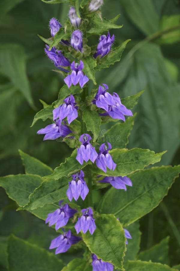 Closeup Image of Blue Cardinal Flower Stock Image Image of biology