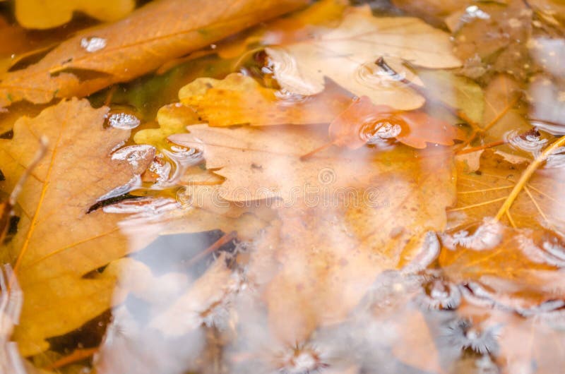 Leaves and Water in a Bowl with Cinnamon Sticks on the Bottom Stock