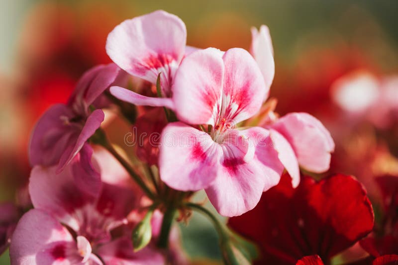 Close up image of bright pink geranium royalty free stock photo