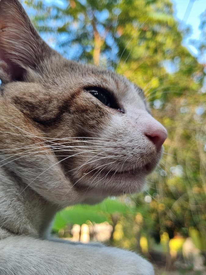 Close up image of a cat in side profile. Common Indian cat breed. Wildcat side profile stock images, royalty-free photos and pictures