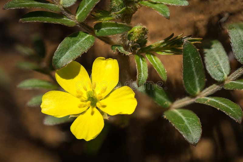 Golden blossom of a Devil`s Thorn close-up