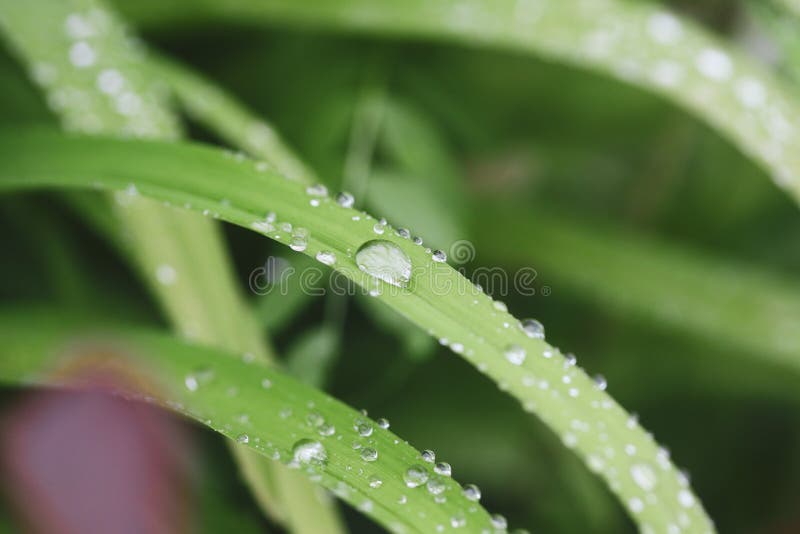 Closeup Image with a Drop of Rain Water on a Blade of Grass Stock