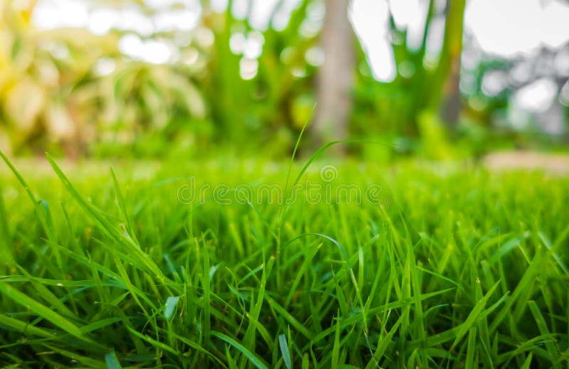 Close-up image of fresh spring green grass .