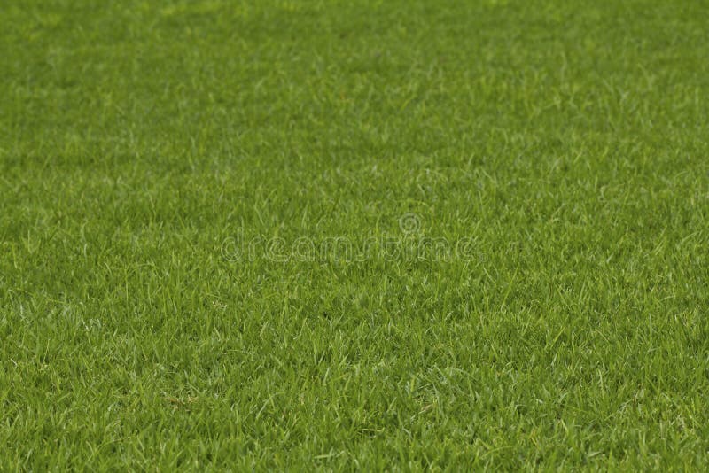 Close-up image of fresh spring green grass