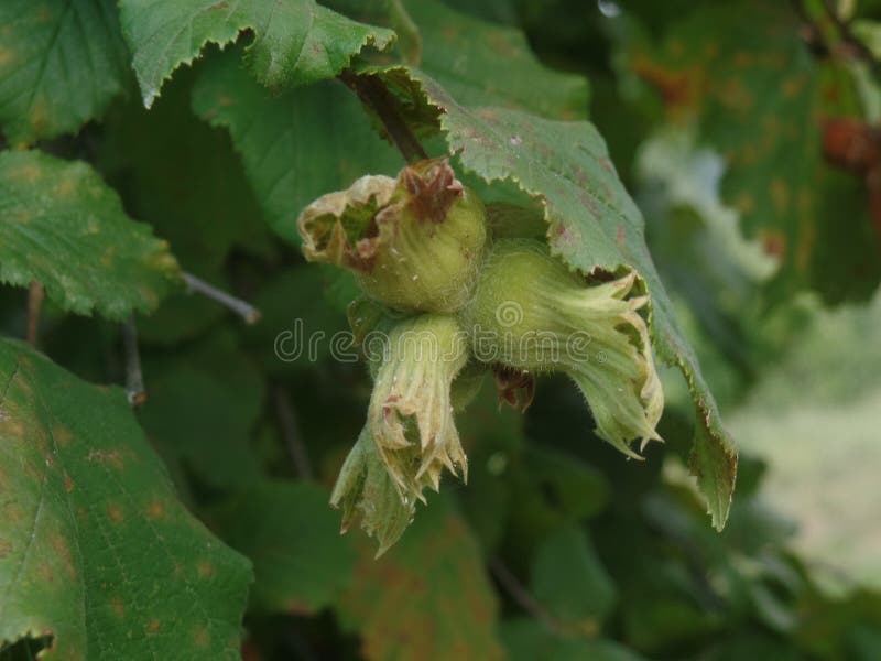 Hazelnuts and Tree stock photo. Image of seasonal, brown 78318436