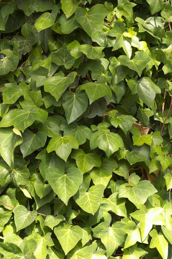 Close-up of an image of an ivy. Close-up of some branches and leaves of climbing ivy of the Araliaceae family, wall, plant, pattern, garden, flora, spring, floral, green, texture, natural, background, nature, flower, leaf, rural, bush, hedge, summer, park, outdoor, environment, fence, seamless, protection, ecology, grass, structure, fragment, abstract, decorative, vegetation, exterior, botany, decoration, repeat, ecological, foliage, leafs, beautiful, fresh, closeup, season, bright, design, tree, organic