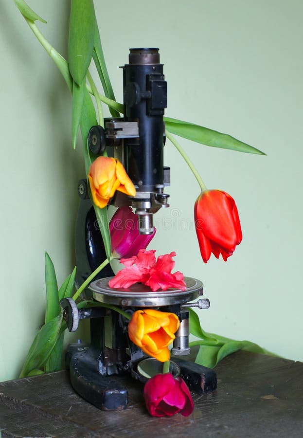 271 Close Up Flower Microscope Stock Photos Free & RoyaltyFree Stock
