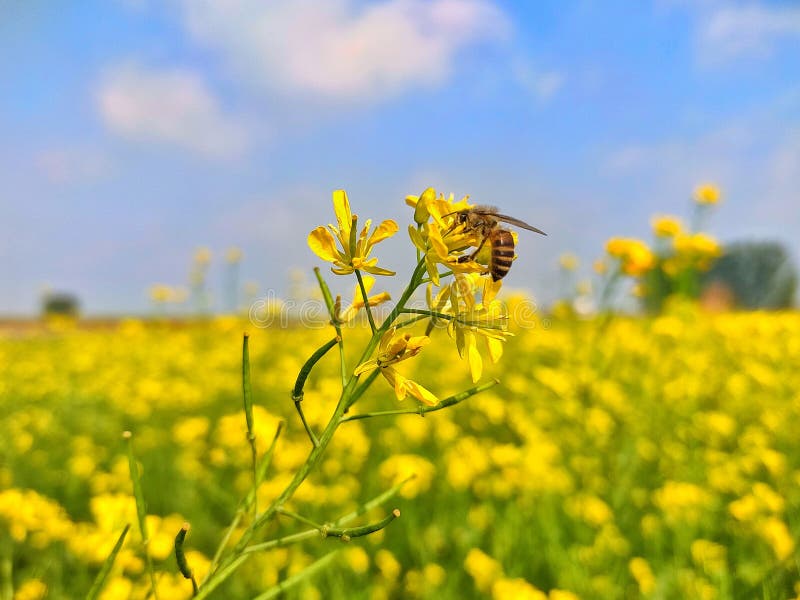 A Close Up Image of Mustard Flower and Honey Bee Stock Image Image of
