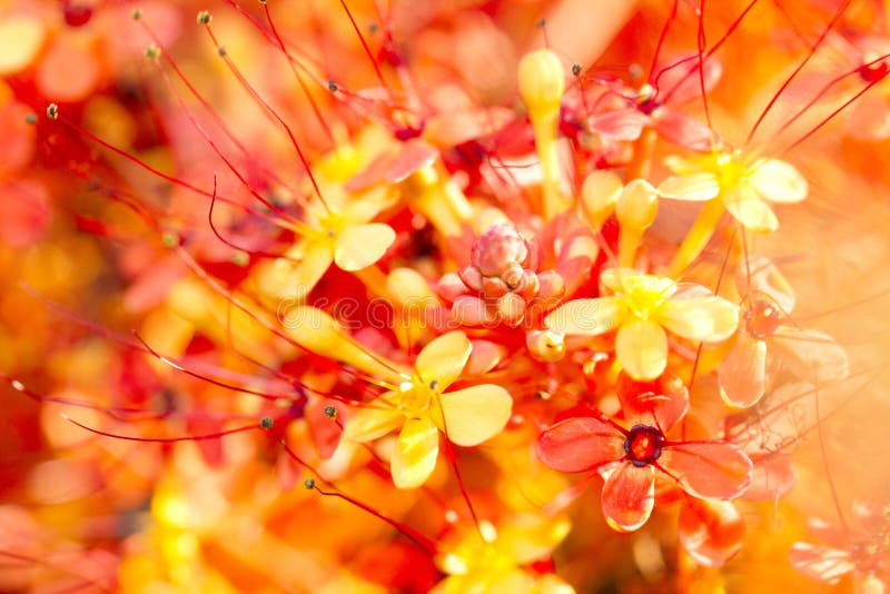 Close up image of orange ashoka flowers stock images