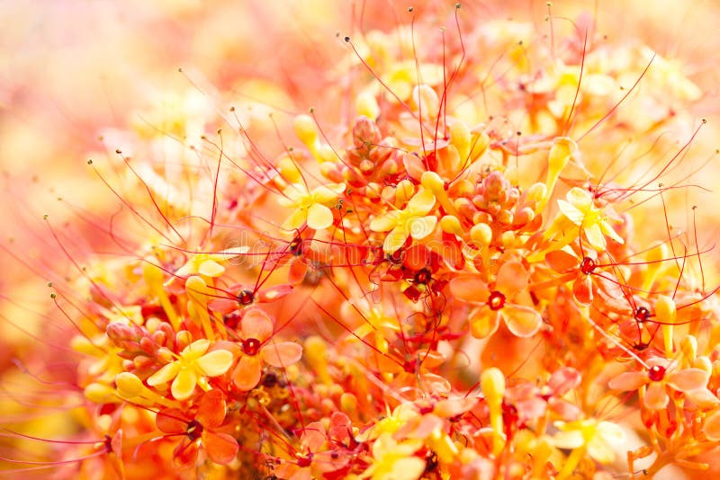 Close up image of orange ashoka flowers royalty free stock photos