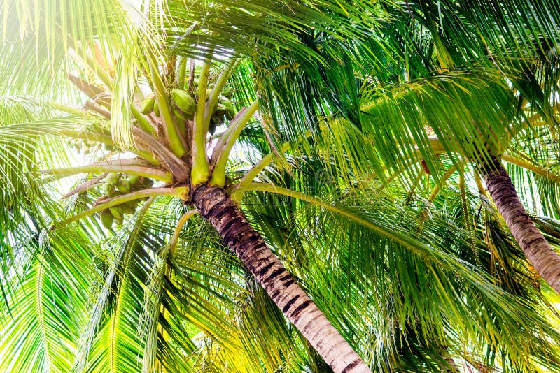 Close up image of palm tree royalty free stock photos Close up image of palm tree royalty free stock photos