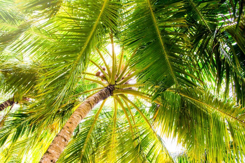 Close up image of palm tree stock images Close up image of palm tree stock images