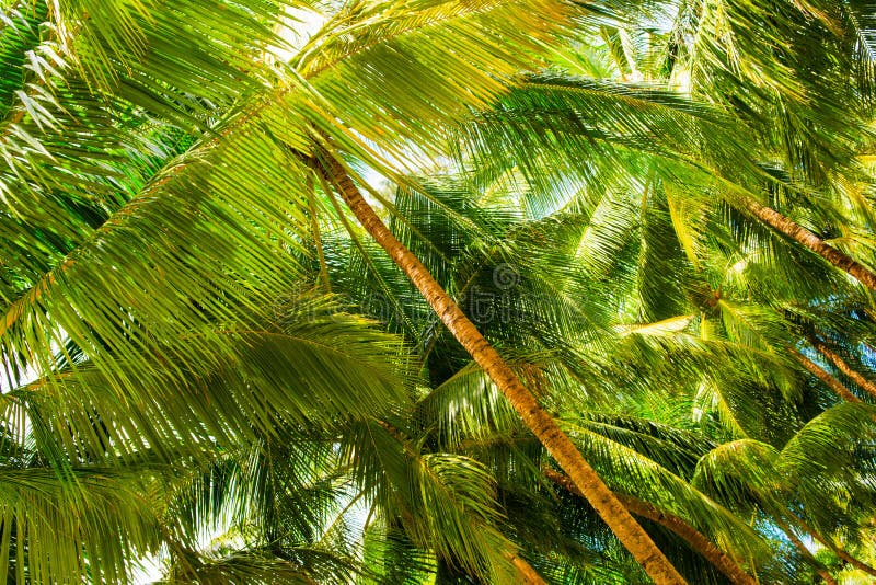 Close up image of palm tree royalty free stock photo Close up image of palm tree royalty free stock photo