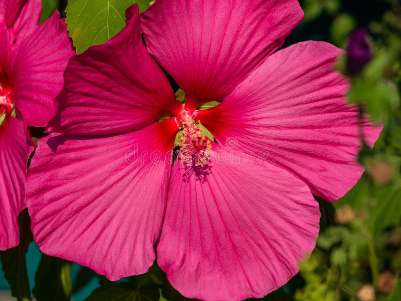 Close-up image of a pink hibiscus flower stock image Close-up image of a pink hibiscus flower stock image