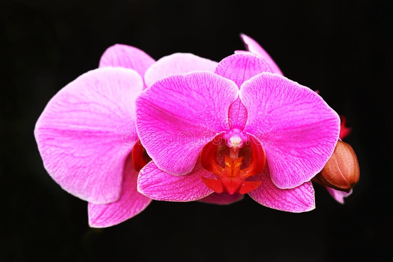 Close up image of purple orchid flower isolated on black background