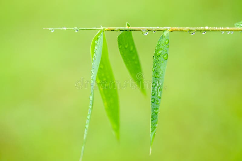 Close Up of Green Bamboo Leaves with Drops of Water Stock Photo Image of outdoors, growth