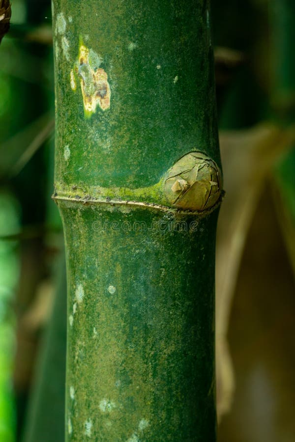 Close Up Image of Raw Bamboo. Green Bamboo in the Bush Stock Photo
