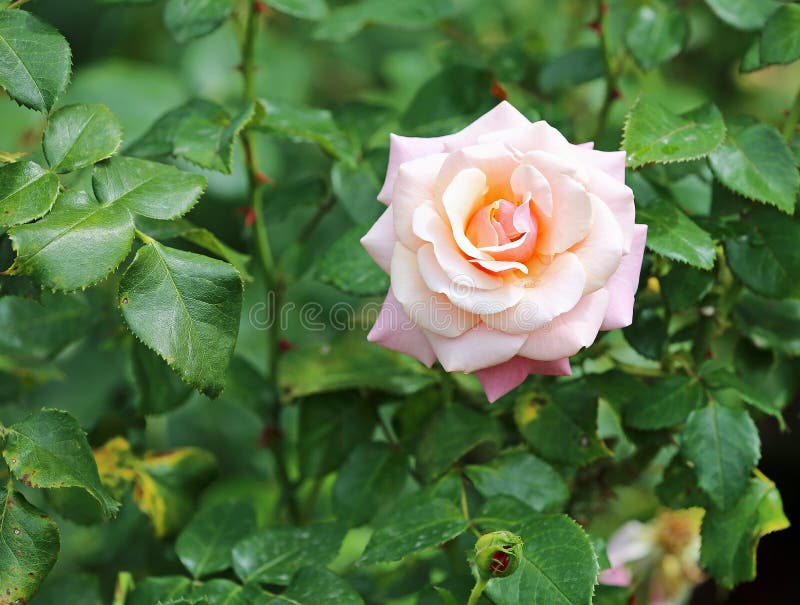 Pale pink Rose stock photo. Image of bloom, petals, delicate - 105284410