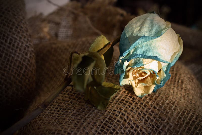 Single Dried Rose royalty free stock images Single Dried Rose royalty free stock images