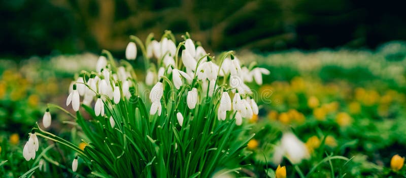 Close-up Image of the Spring Flowering White, Snowdrop Flowers Also ...