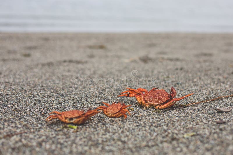Close-up Image of three dry dead red crabs on the pebble beach royalty free stock image Close-up Image of three dry dead red crabs on the pebble beach royalty free stock image