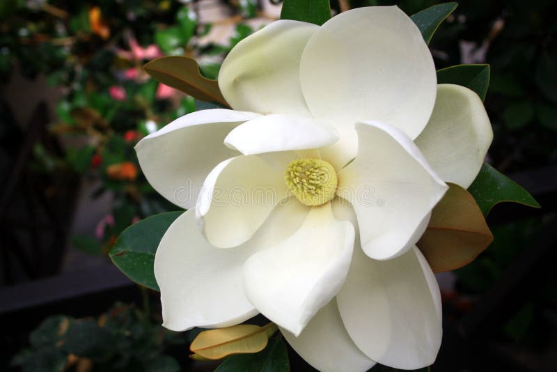 Close-up Image of a white southern magnolia blossom - Magnolia grandiflor, the Louisiana state flower. Close-up Image of a white southern magnolia blossom - Magnolia grandiflor, the Louisiana state flower