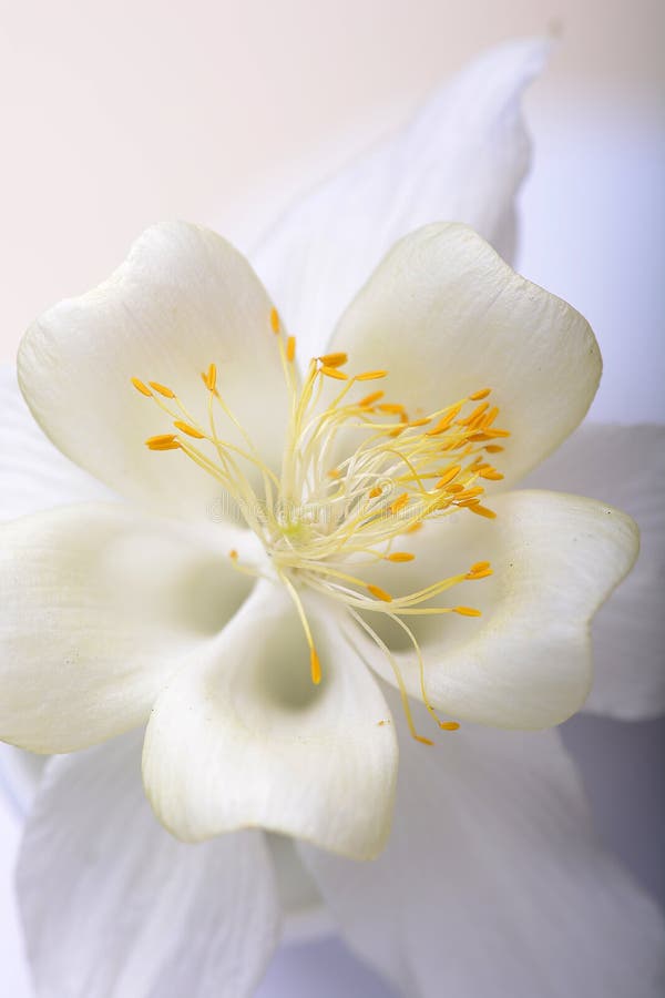 Close up image of white tulip on black