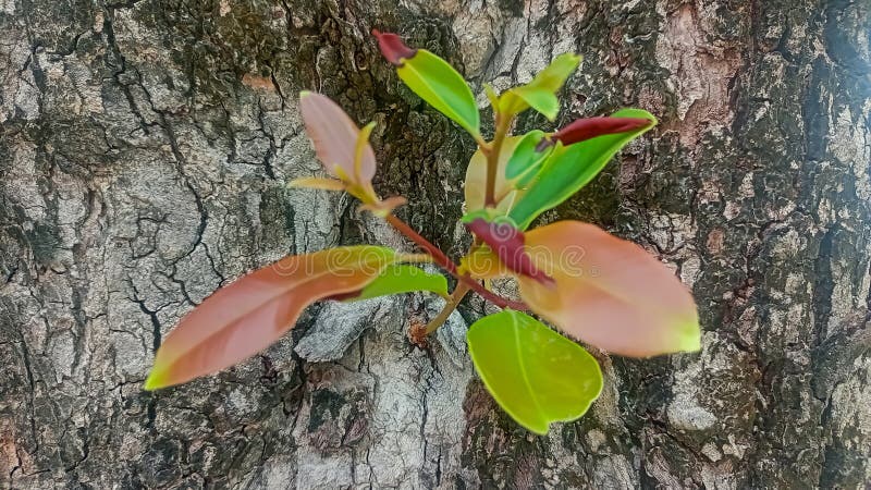 Close up image of young green Java plum leaf royalty free stock images