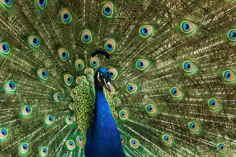 Close-up of Indian blue peafowl, Pavo cristatus. Peacock showing colorful plumage, eyespots and green fanned out feathers. Close-up of Indian blue peafowl, Pavo cristatus. Peacock showing colorful plumage, eyespots and green fanned out feathers.