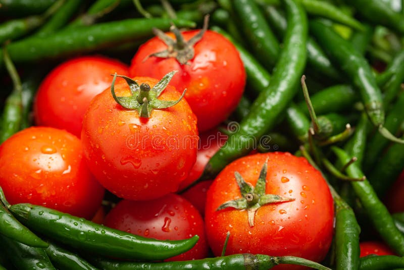 Close-Up of of Indian Organic fresh tomato Solanum lycopersicum  and green chili  Capsicum annuum