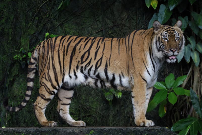 Close Up Indochinese Tiger Is Beautiful Animal And Dangerous In Forest 25-of-the-most-dangerous-animals-in-the-world
