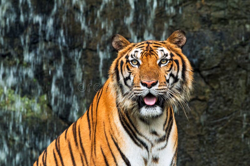 Close up of Indochinese Tiger sitting in front of waterfall and looking at camera