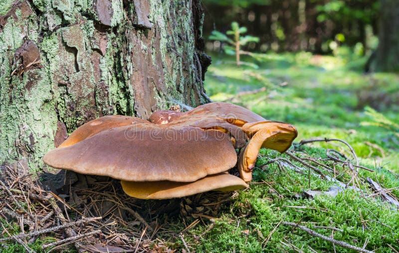 Close-up of inedible velvet-footed pax mushroom growing in coniferous forest. Tapinella atrotomentosa