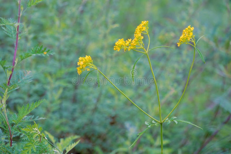 Patrinia rupestris