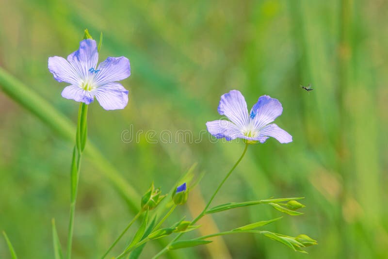 Sesamum indicum stock image. Image of blue, herb, plant - 271868205