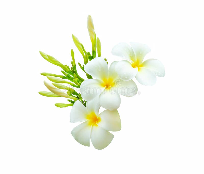 White Plumeria Rubra Flowers Blooming Frangipani Isolated On White