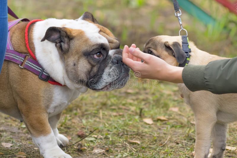 Um Buldogue Inglês Disfarçado De Irmã Cristã Foto de Stock