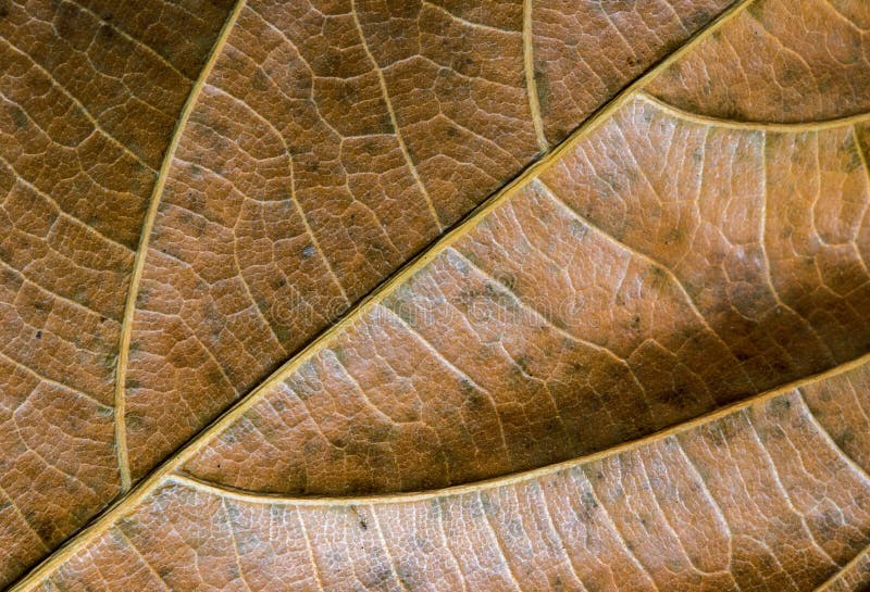 Close up inoperante da folha Foto do macro da textura da folha do outono Teste padrão amarelo da veia da folha imagens de stock royalty free Close up inoperante da folha Foto do macro da textura da folha do outono Teste padrão amarelo da veia da folha imagens de stock royalty free